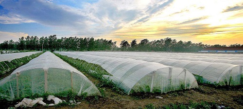 大棚吹塑薄膜 大棚吹塑薄膜